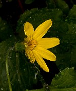 Arnica latifolia 19-4739